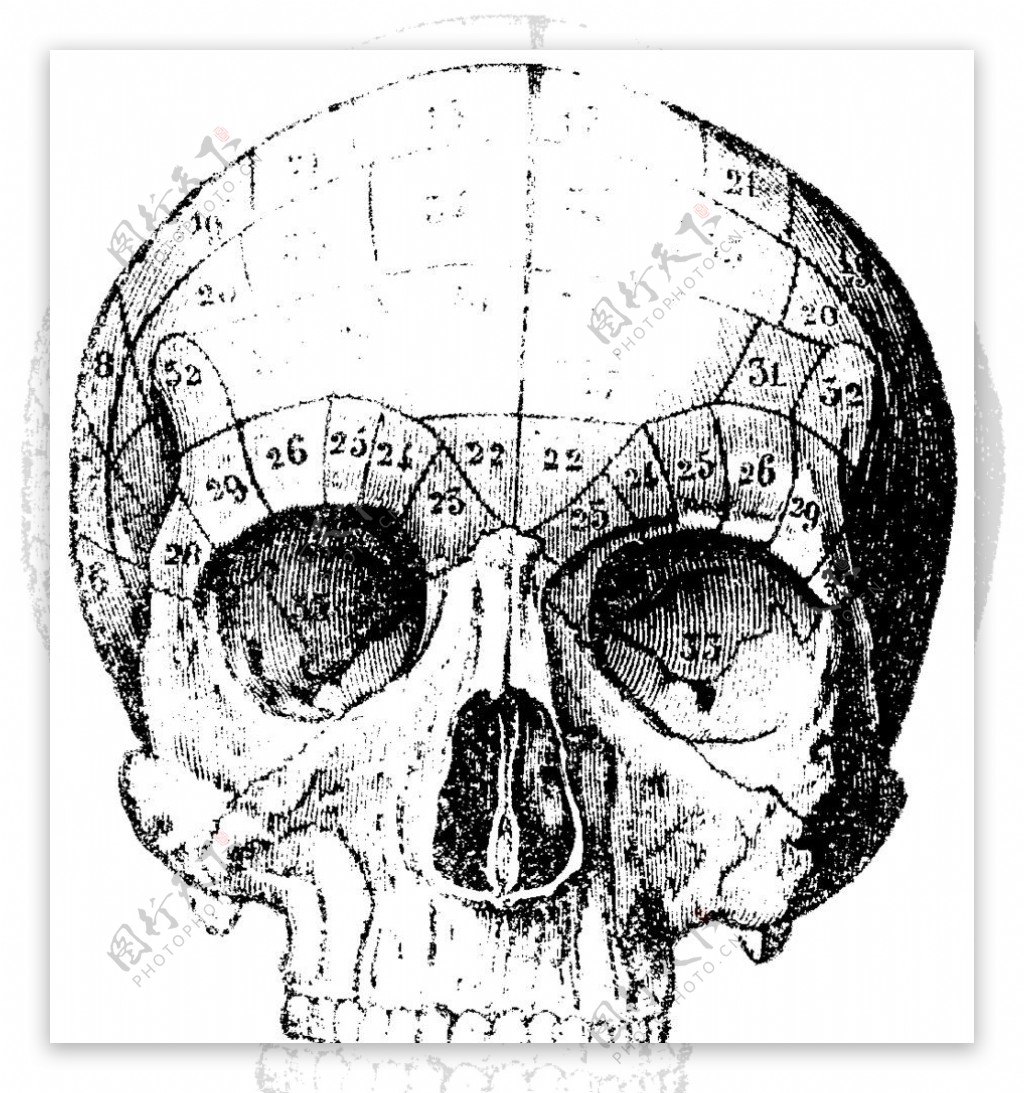 人体头盖骨上部正面分区图片