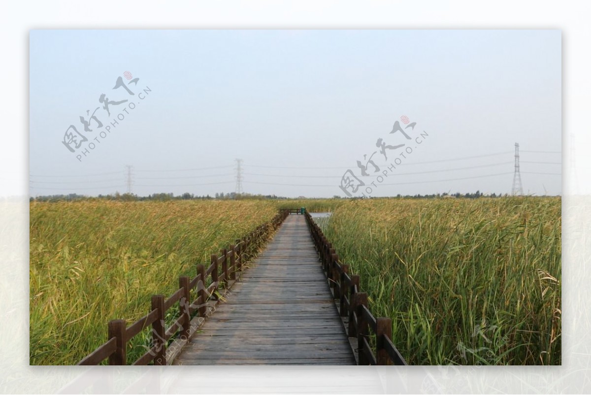 杭州湾湿地公园木板路图片