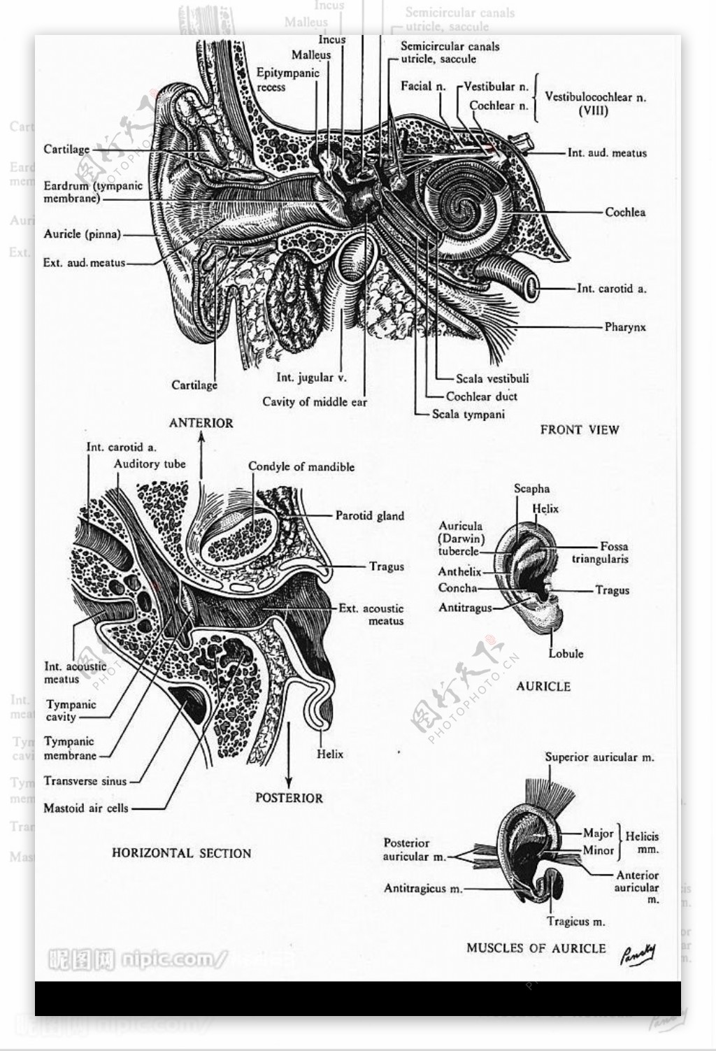 耳朵详细解剖图图片