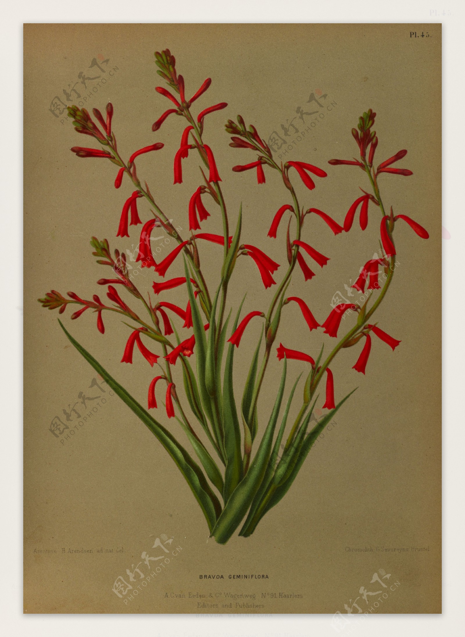 复古手绘红色野花图片