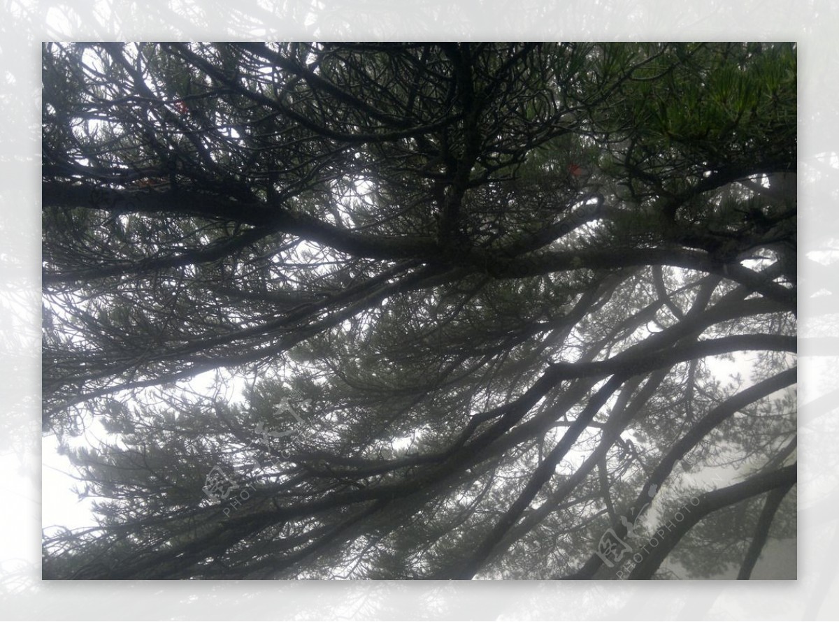 黄山古松树图片