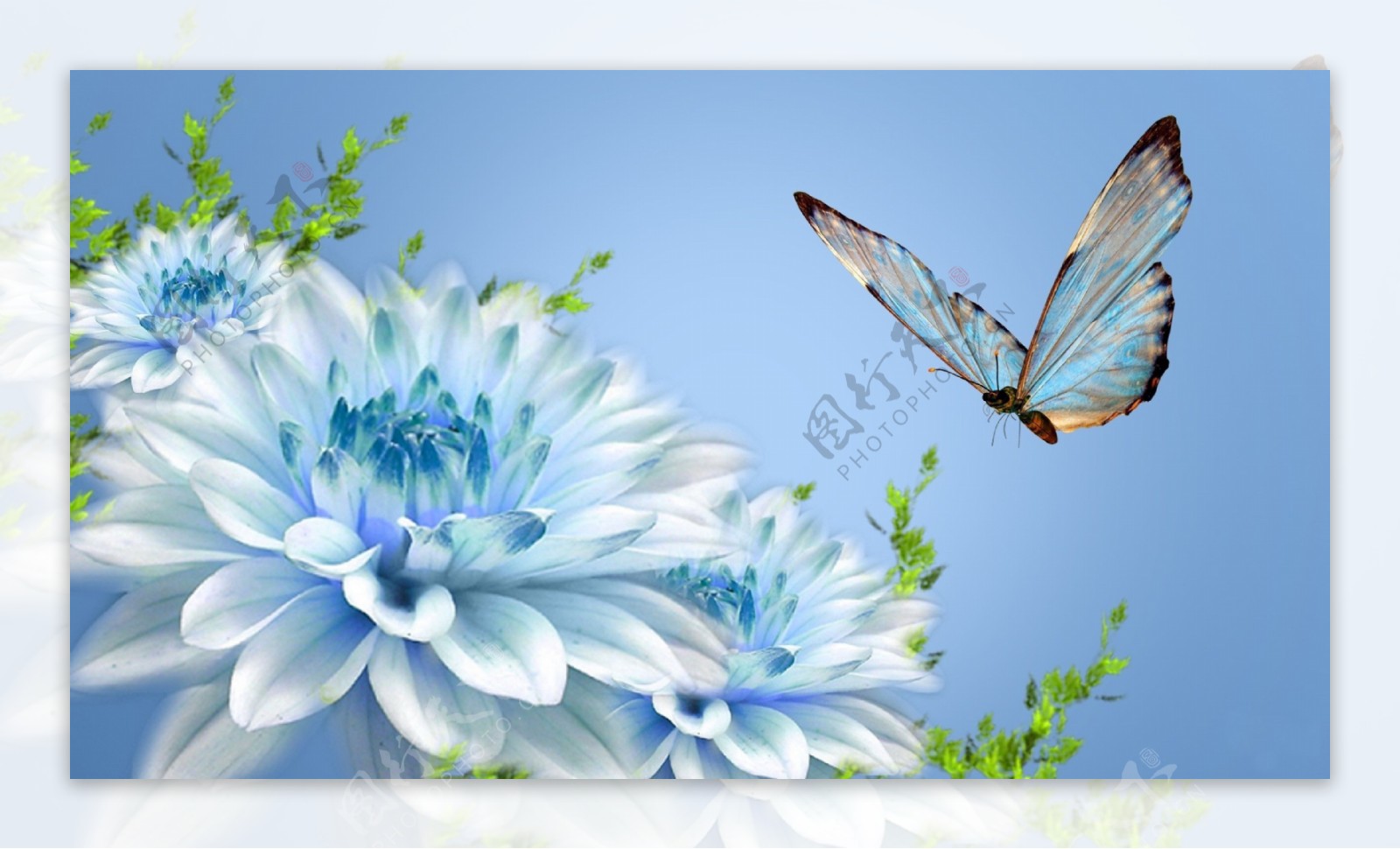 壁紙 春の蝶と花のクローズアップ 1920x1200 HD 無料のデスクトップの背景, 画像