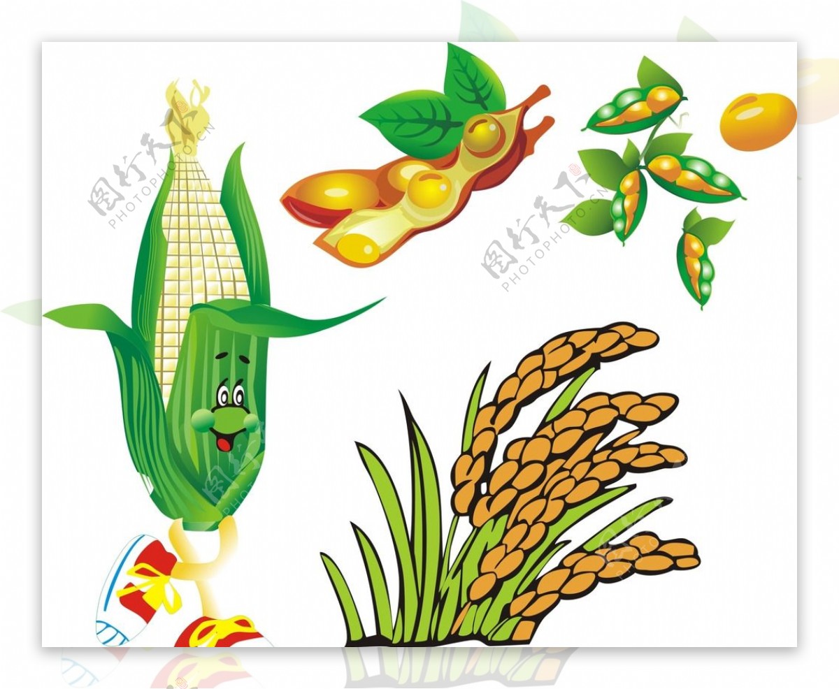 卡通玉米大豆图片