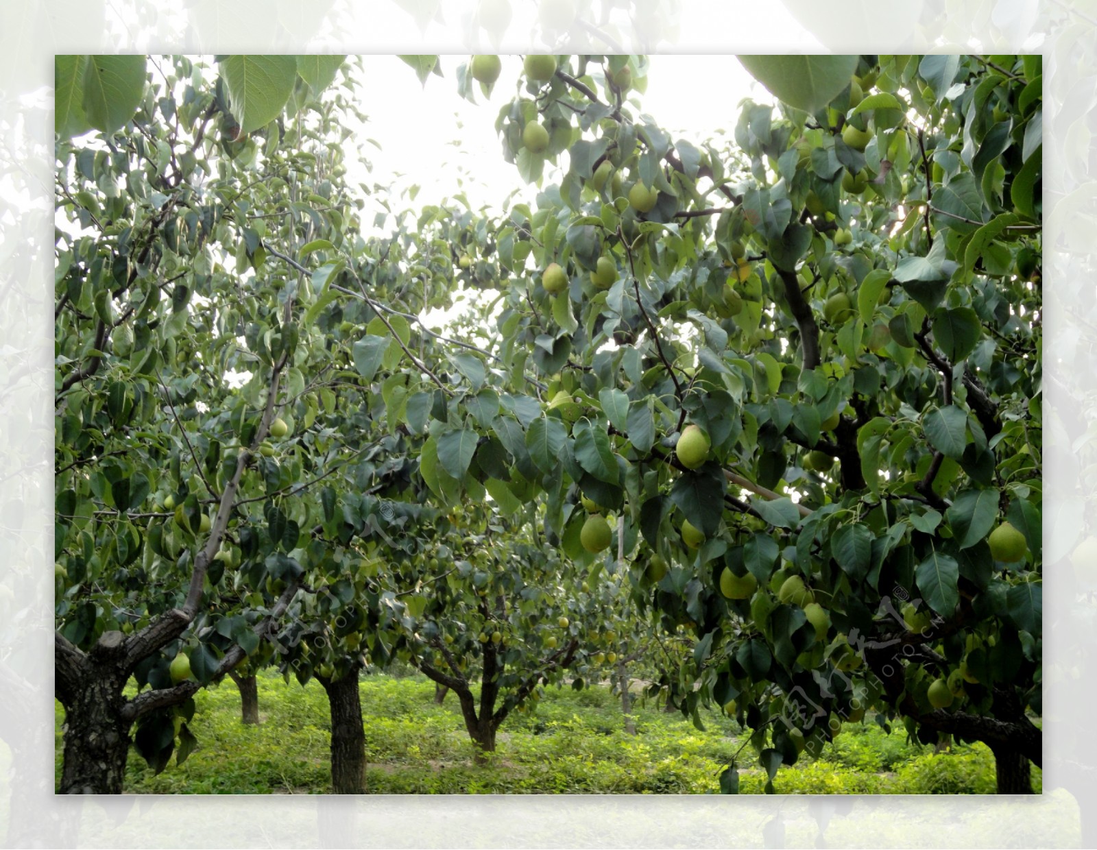金川一颗400年古梨树 不仅老树开花 而且奇葩！