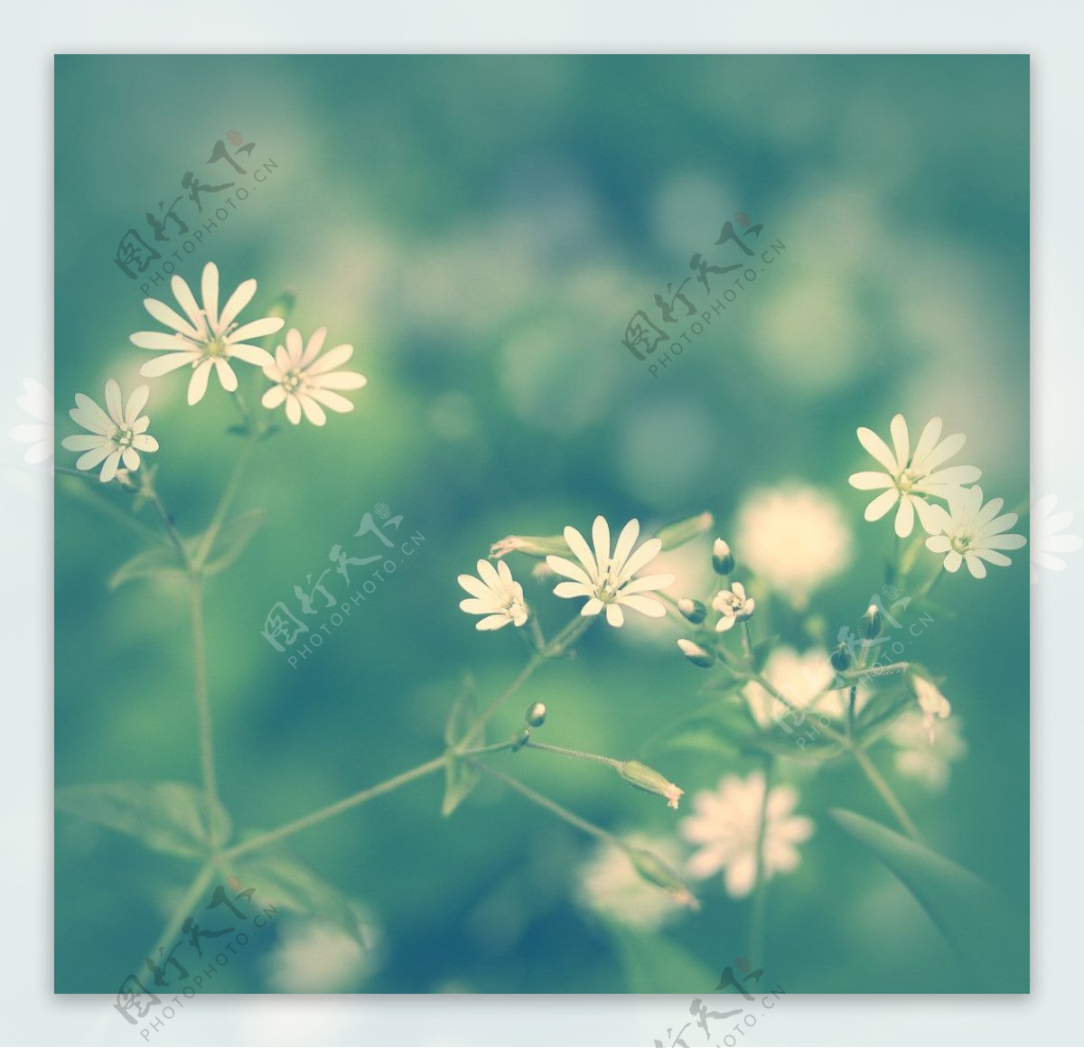 花朵花草背景图片