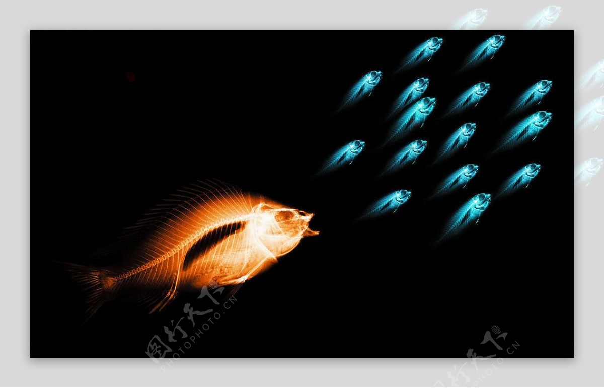 骨骼鱼透视X光科技鱼群图片