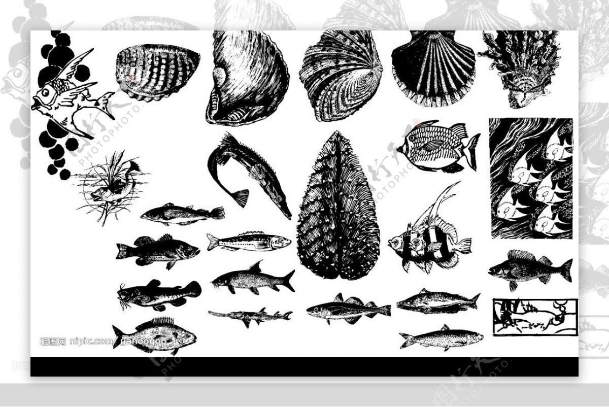 海洋生物396图片