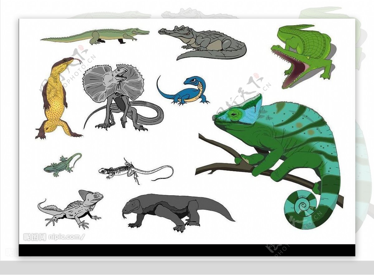 CorelDARW精选矢量图库动物蜥蜴鳄鱼图片