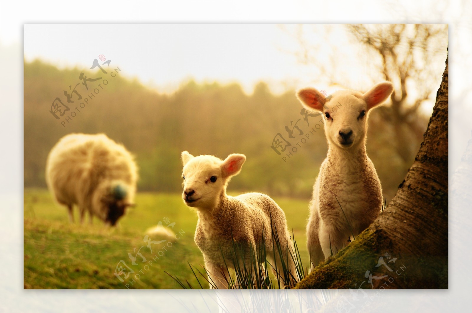 可爱绵羊图片