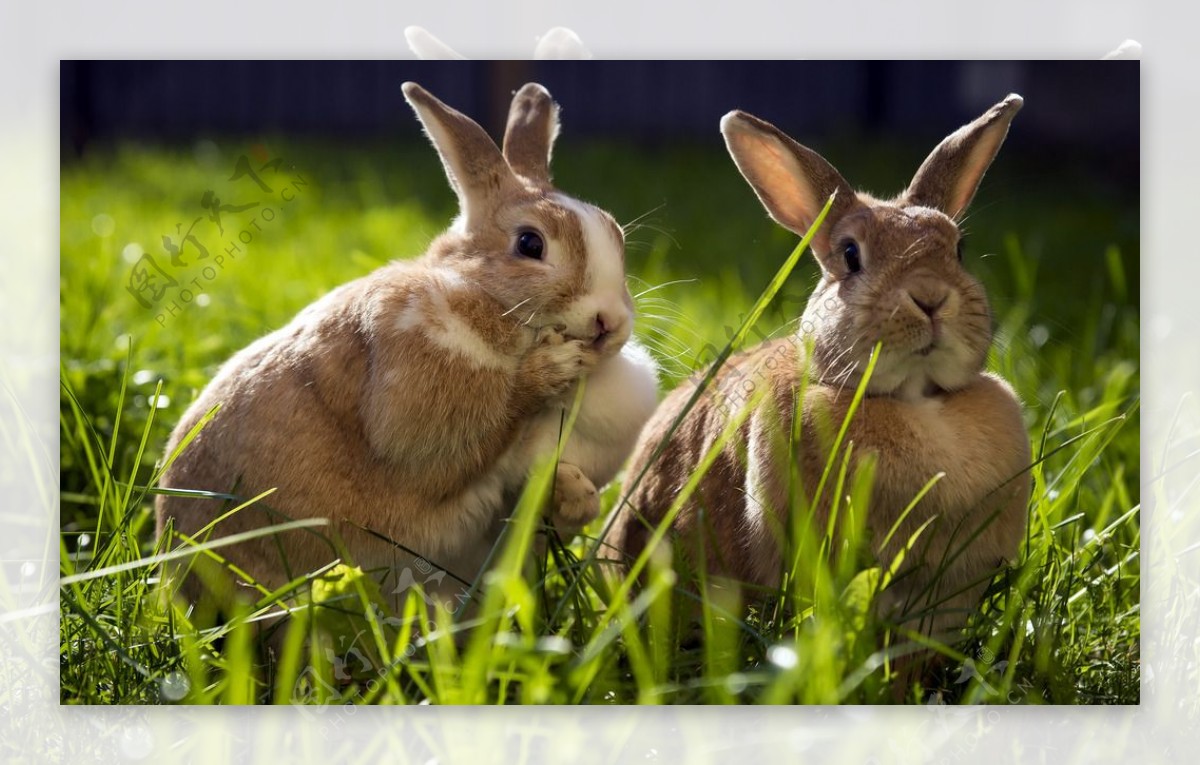 草地灰兔可爱图片
