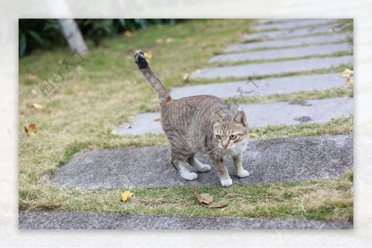 灰色斑纹猫图片