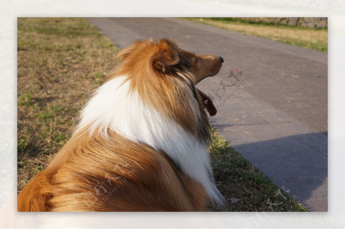 苏格兰牧羊犬图片