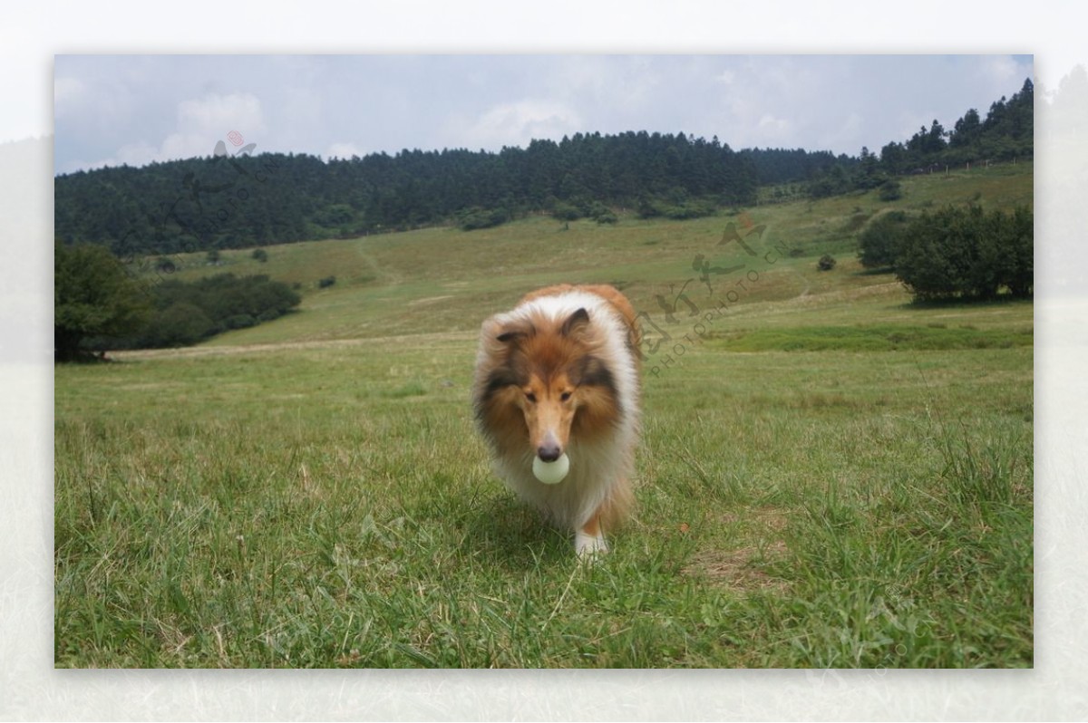 苏格兰牧羊犬图片