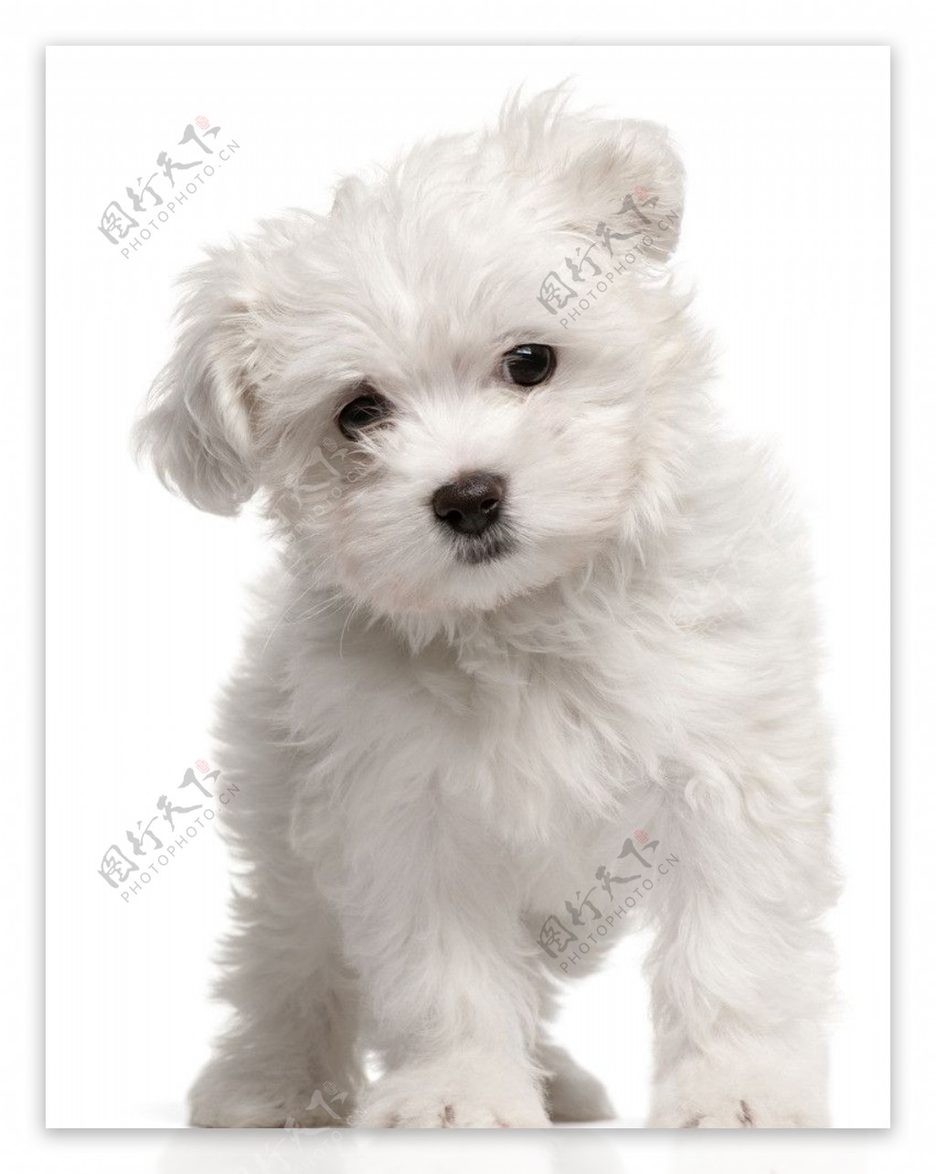 可爱白色狗狗图片