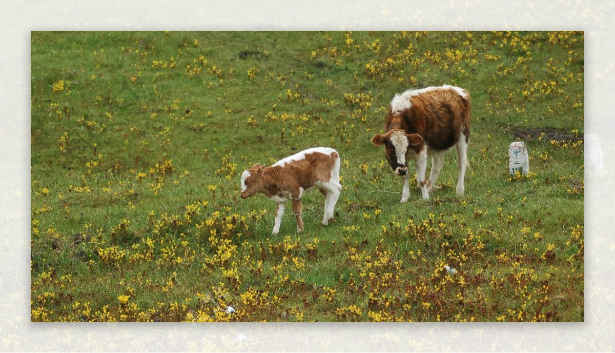 母牛和小牛图片