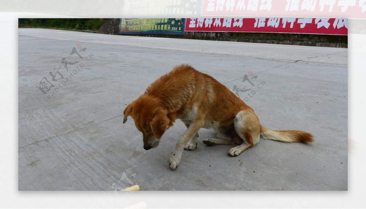 中华田园犬图片