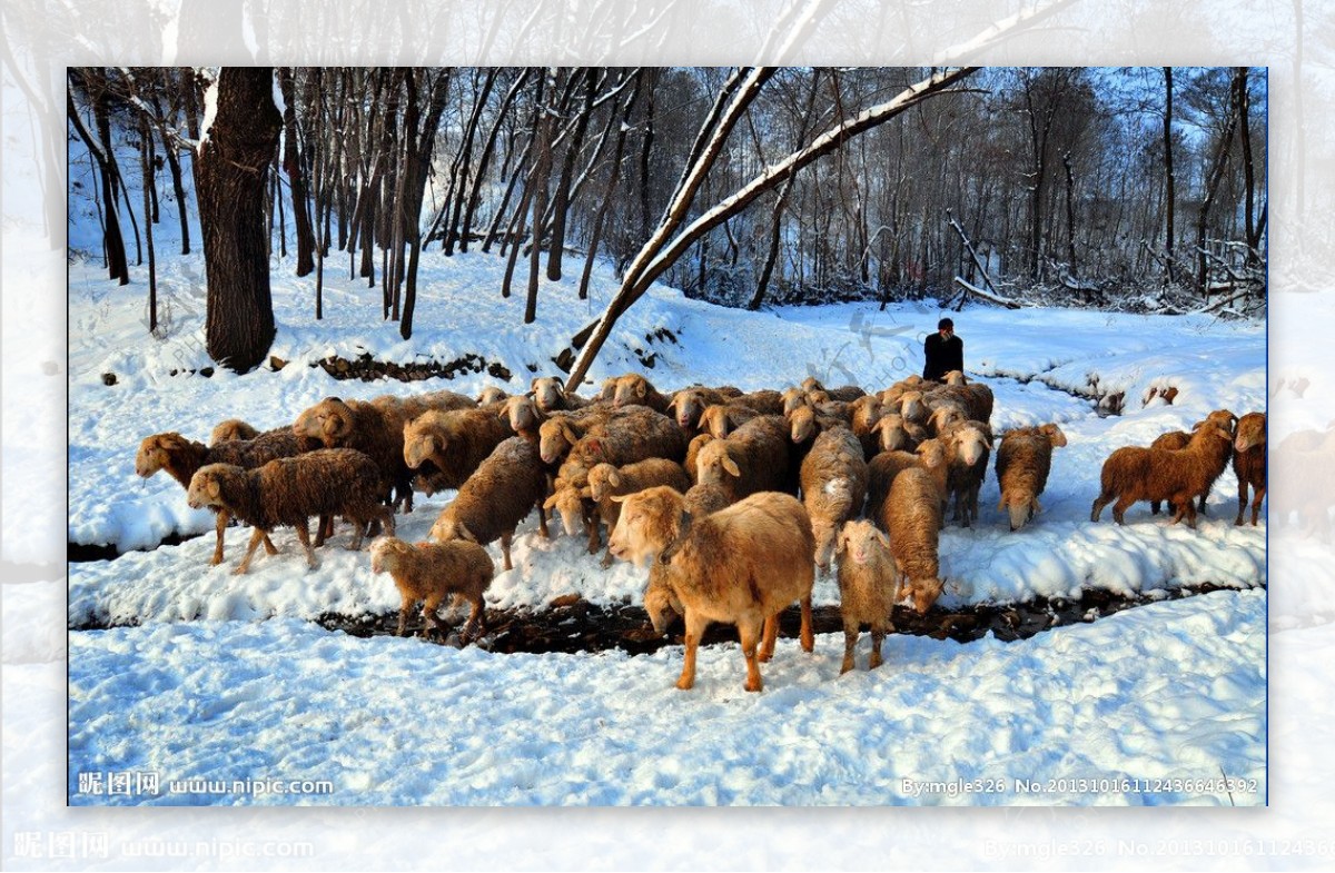 冬日牧羊图片