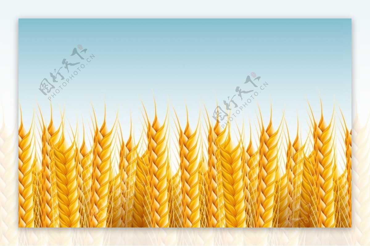 水稻小麦农作物图片