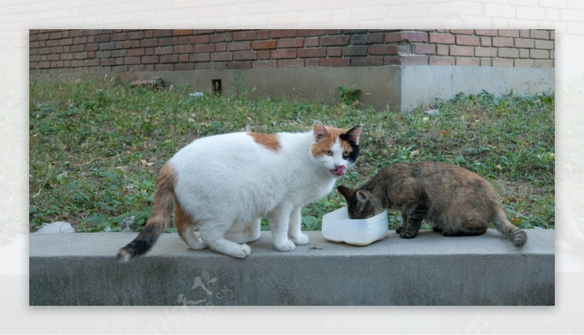 小猫进食图片