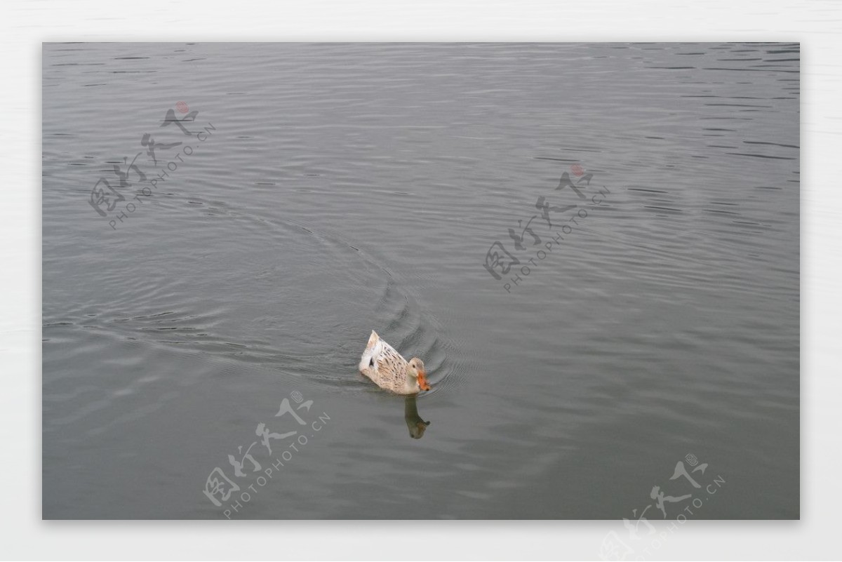 湖水鸭子图片