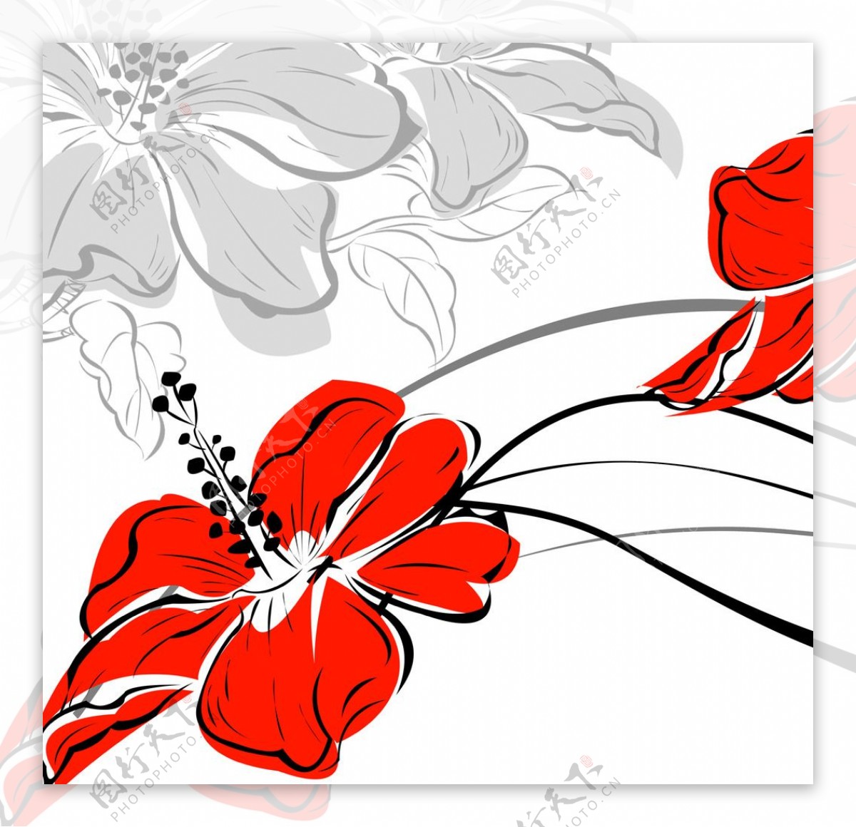 红花插画图片