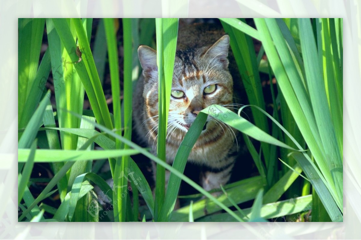 野猫图片