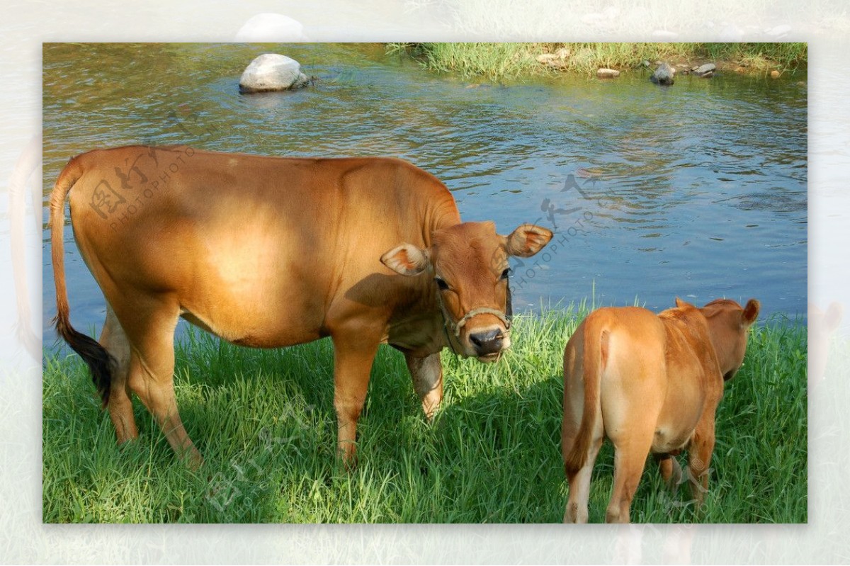 母牛和小牛图片