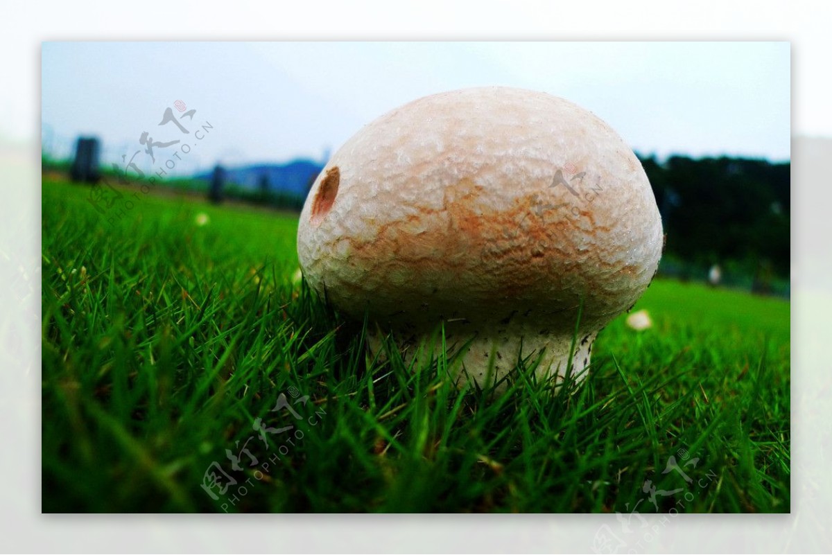 蘑菇图片素材-编号10019242-图行天下