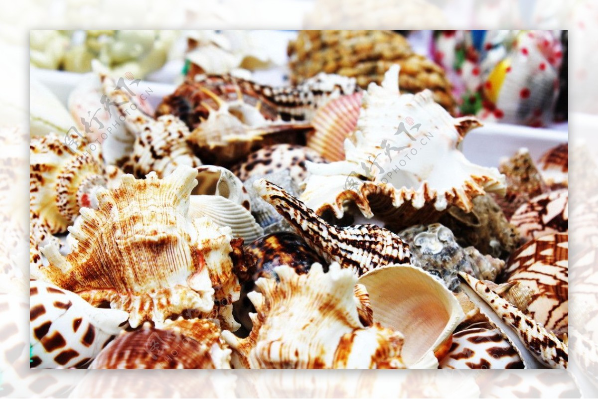 彩色海螺和贝壳设计矢量图图片设计图__PSD分层素材_PSD分层素材_设计图库_昵图网nipic.com