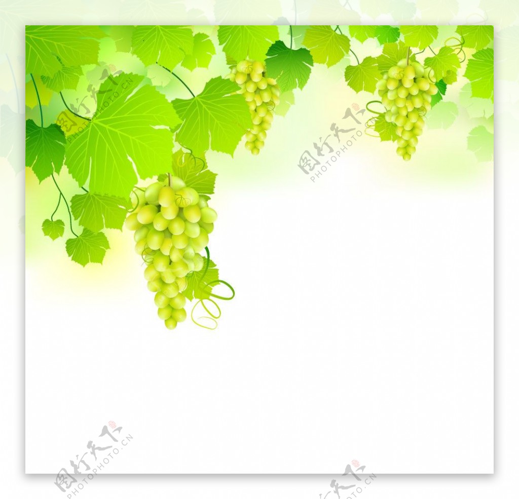 手绘绿葡萄图片