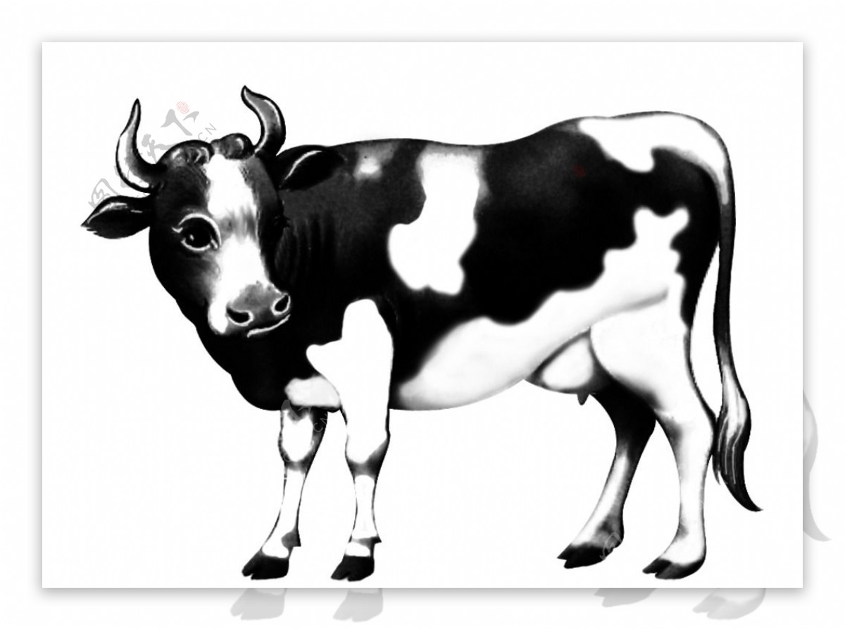 吃草黑白花牛铅笔的母牛图画 库存例证. 插画 包括有 牧群, 空白, 干草, 黄油, 黑白花牛, 肥胖, 平安 - 19139976