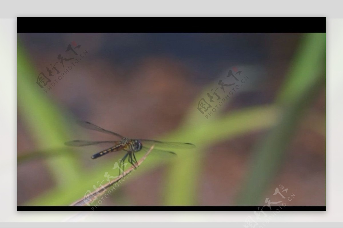 蜻蜓视频素材
