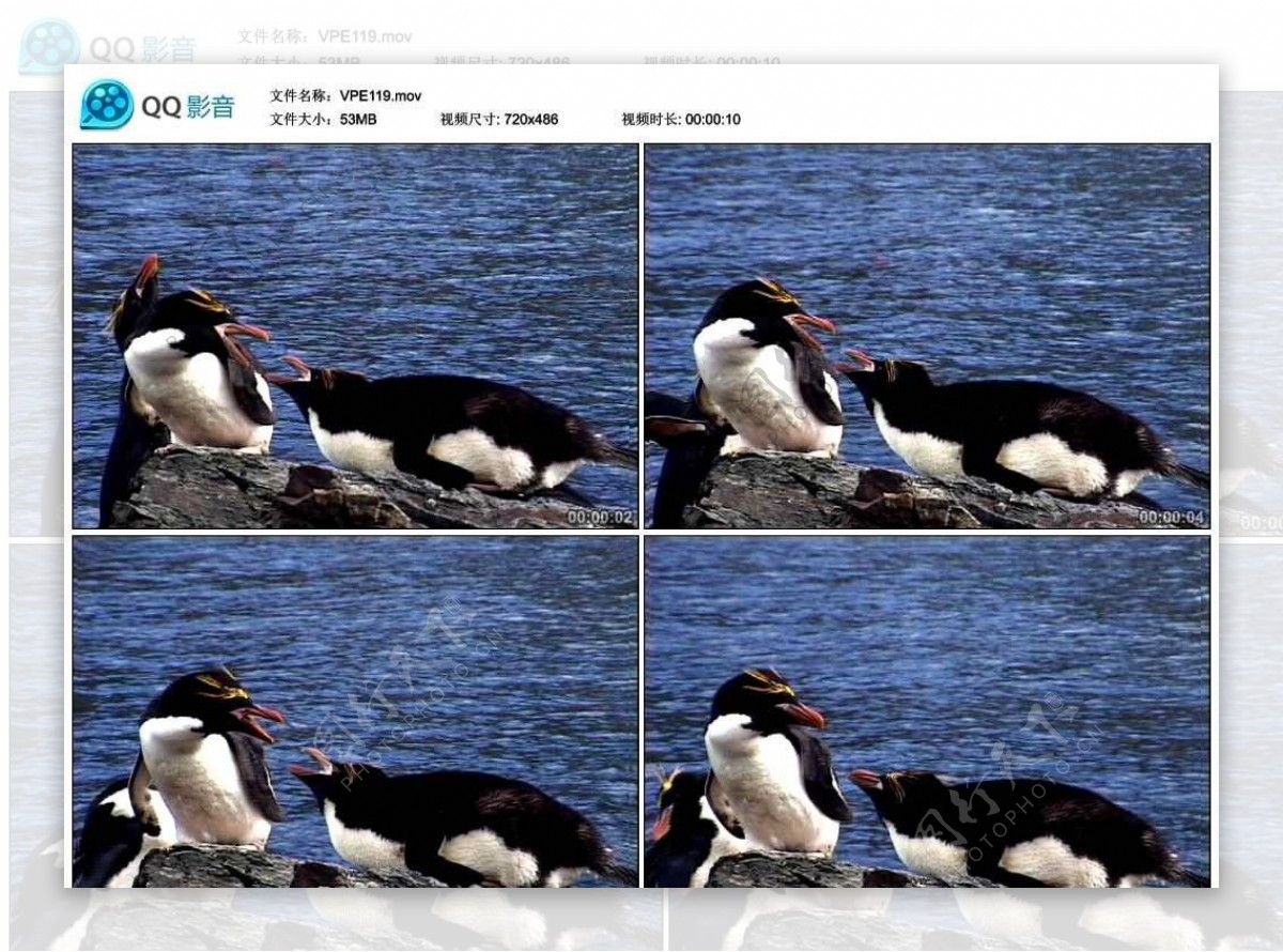 企鹅生活视频实拍素材