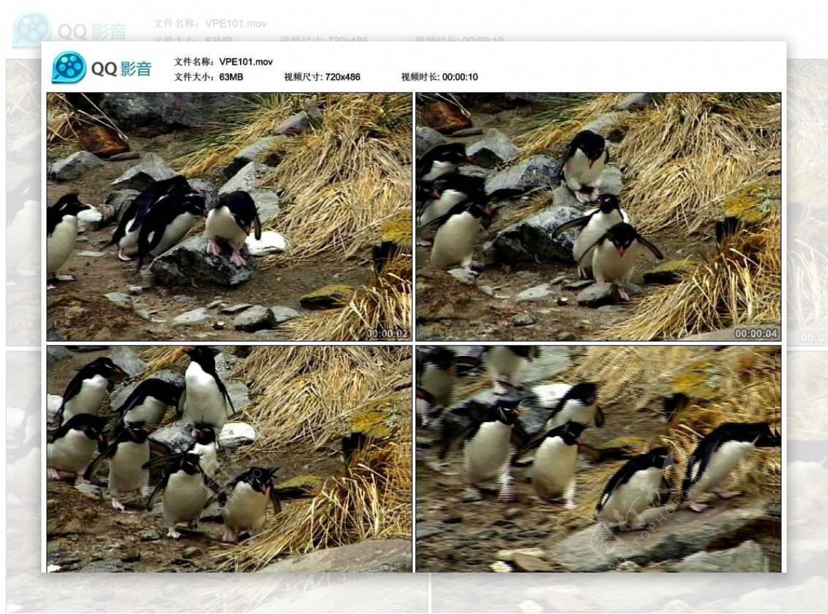小企鹅视频实拍素材