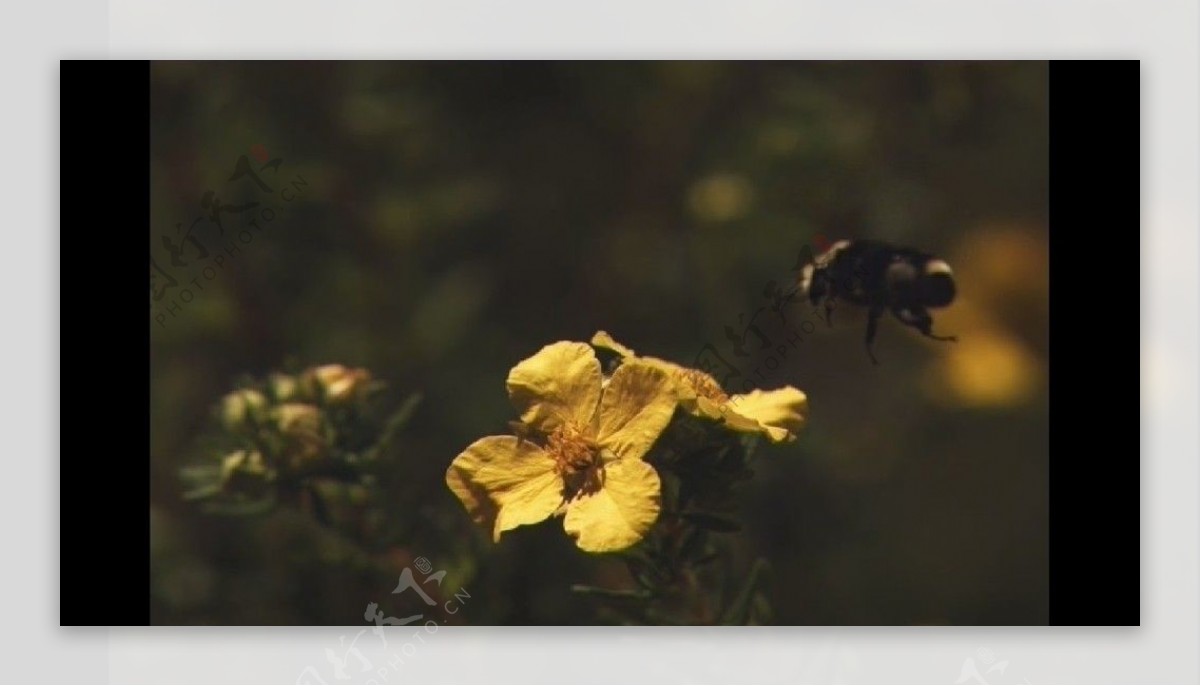 蜜蜂在花丛中飞舞