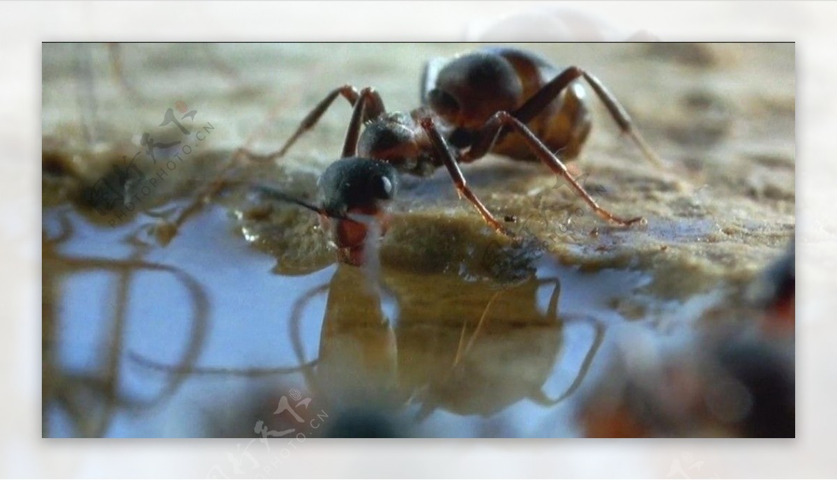 蚂蚁喝水