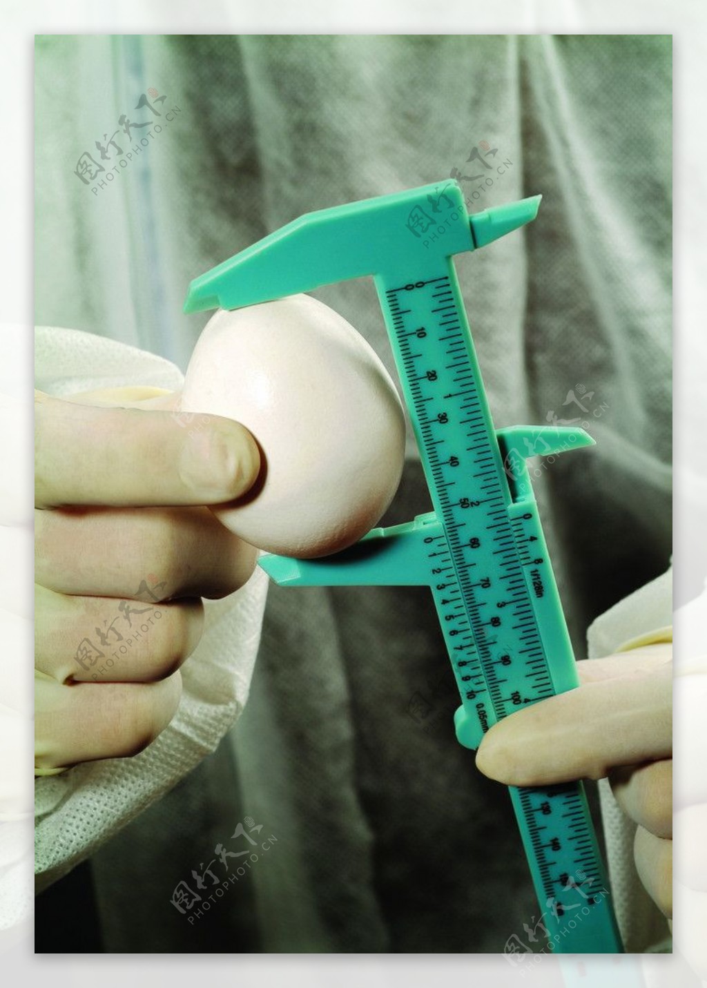 鸡蛋测量图片