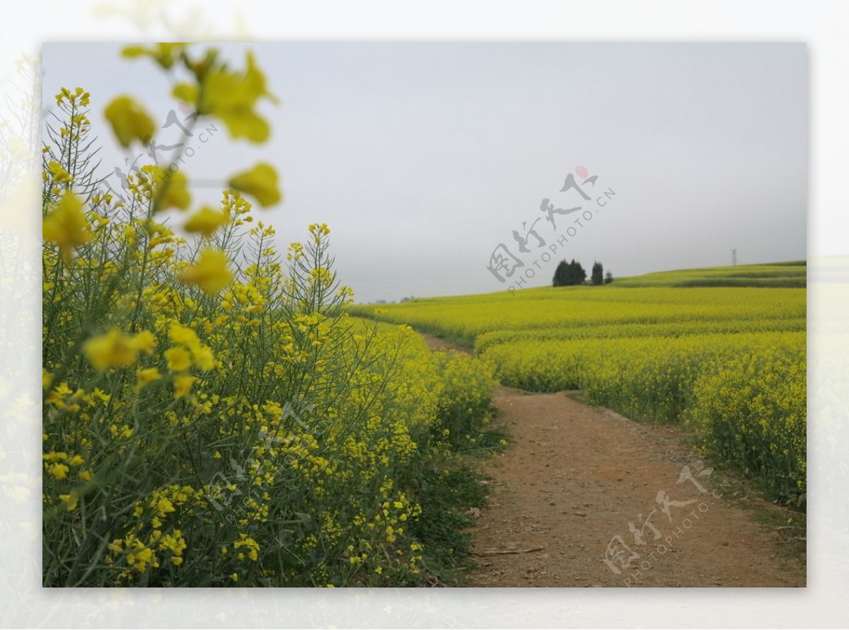 油菜花图片