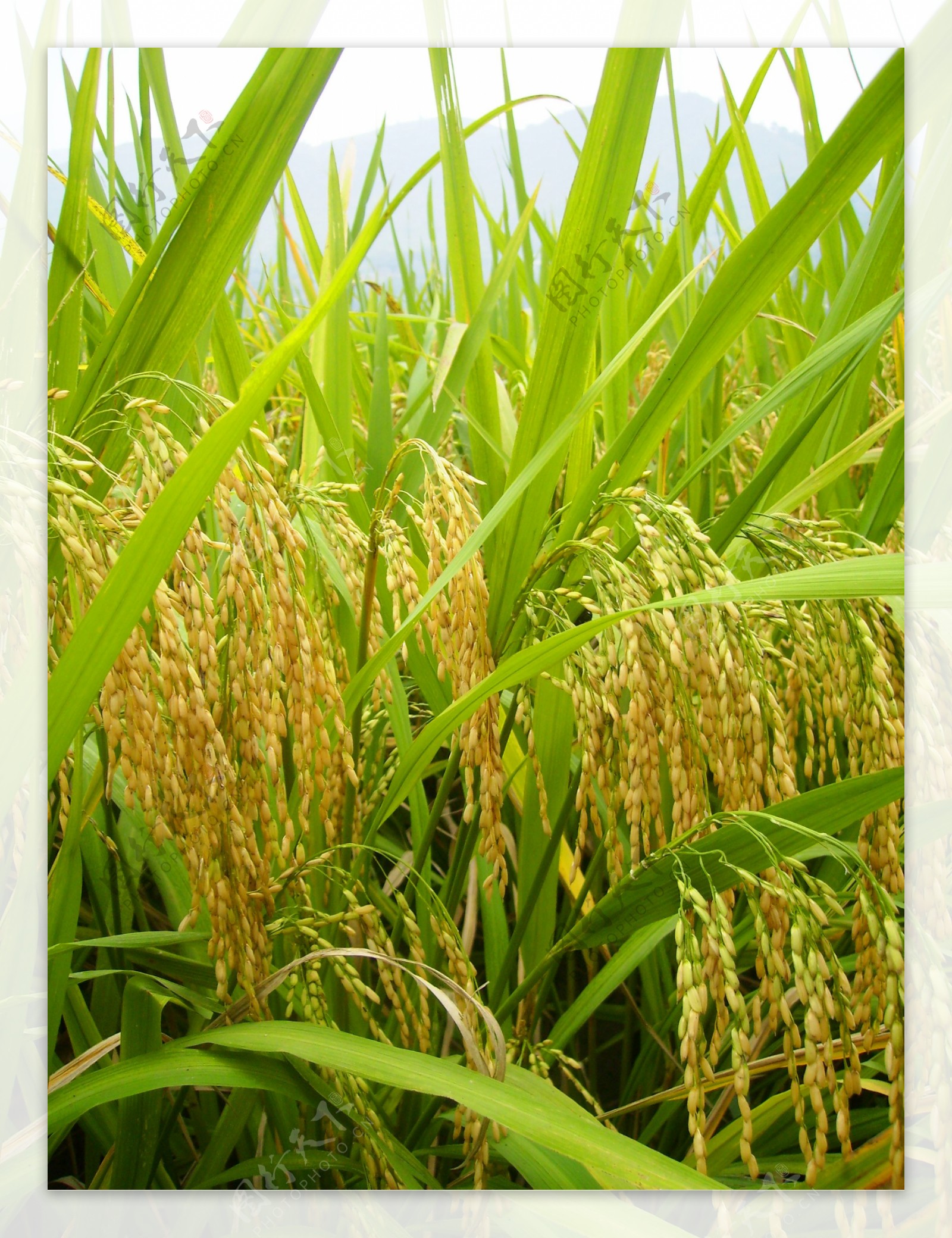 金色的水稻图片