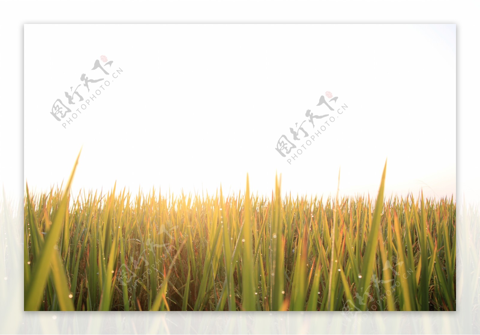 金色稻田图片