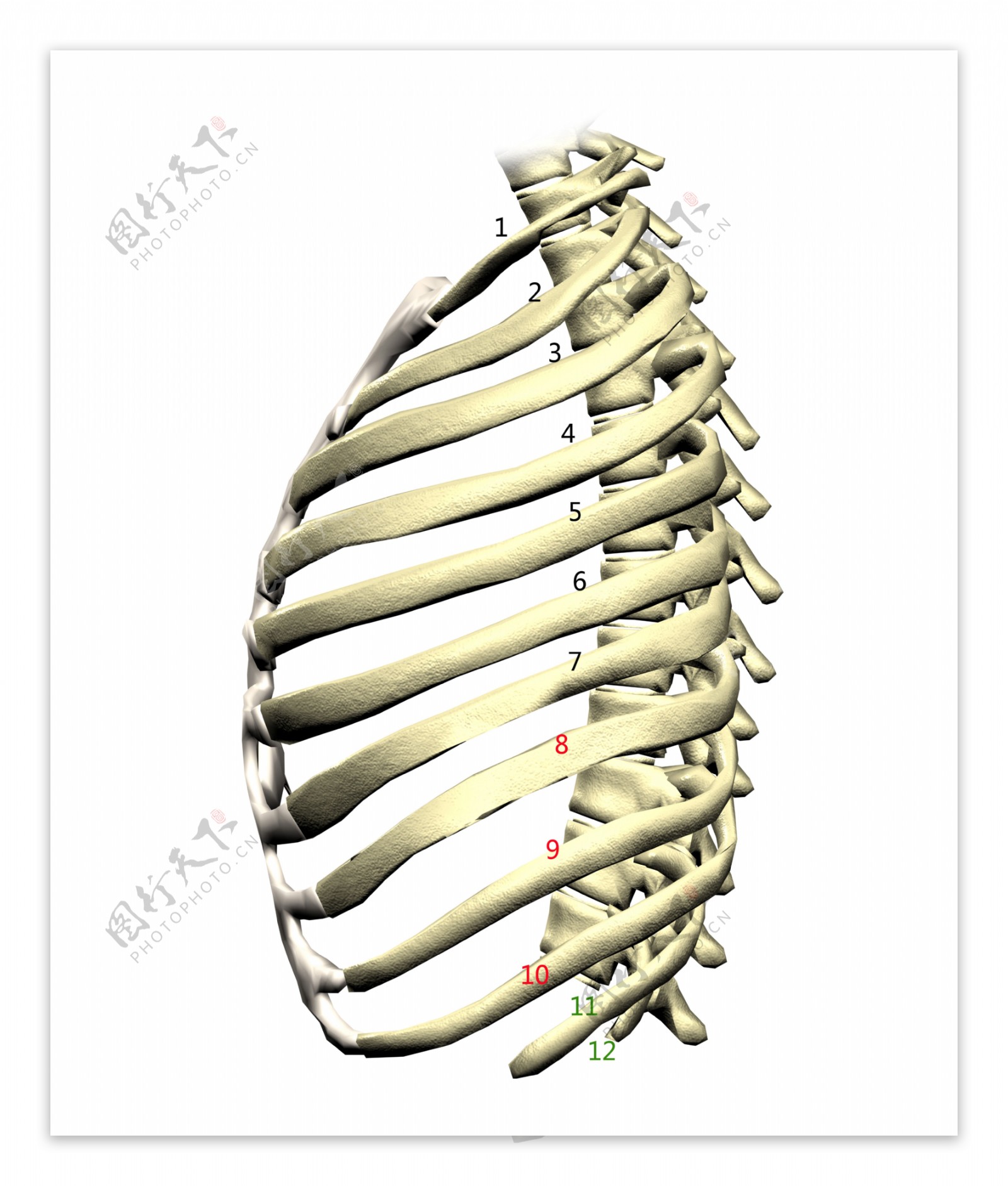 肋骨图片