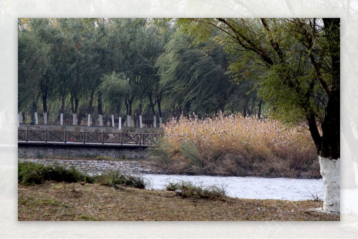 秋天运河边图片