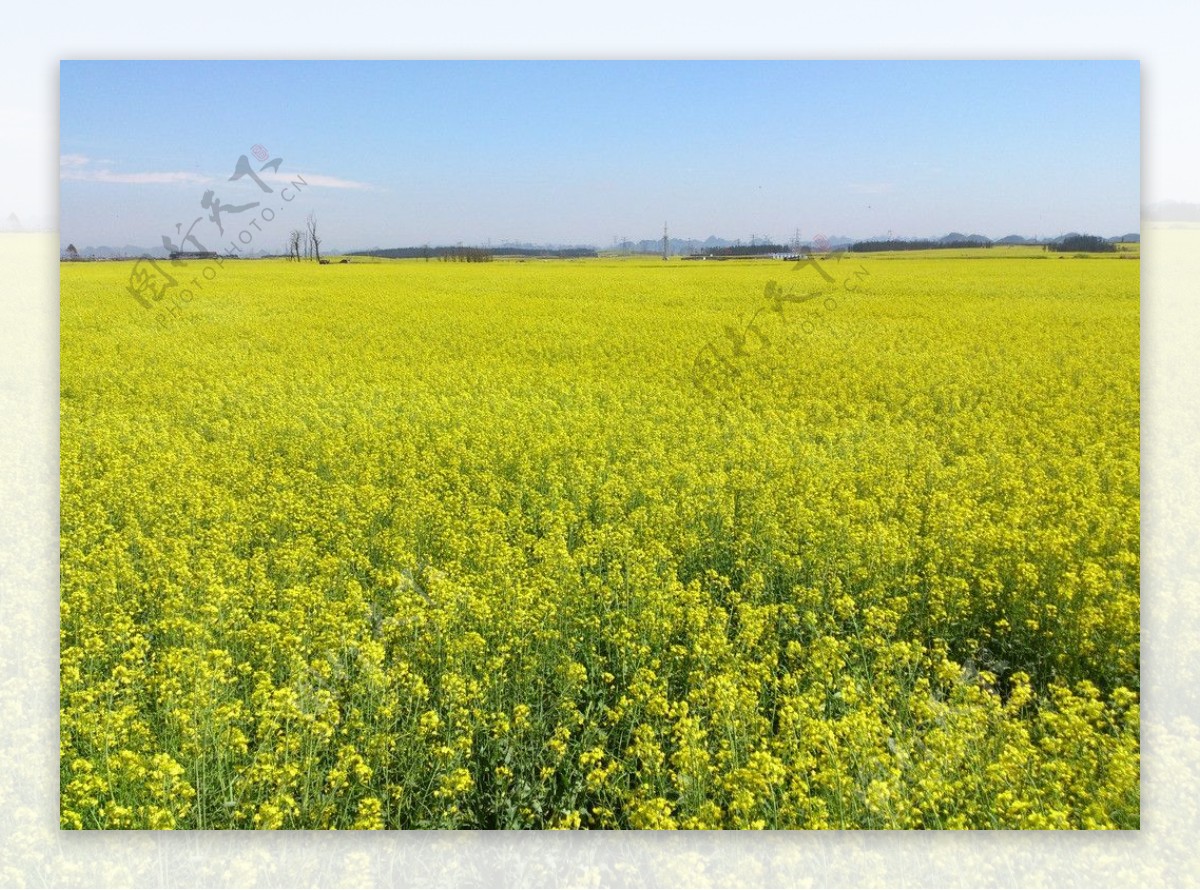 罗平油菜花田图片