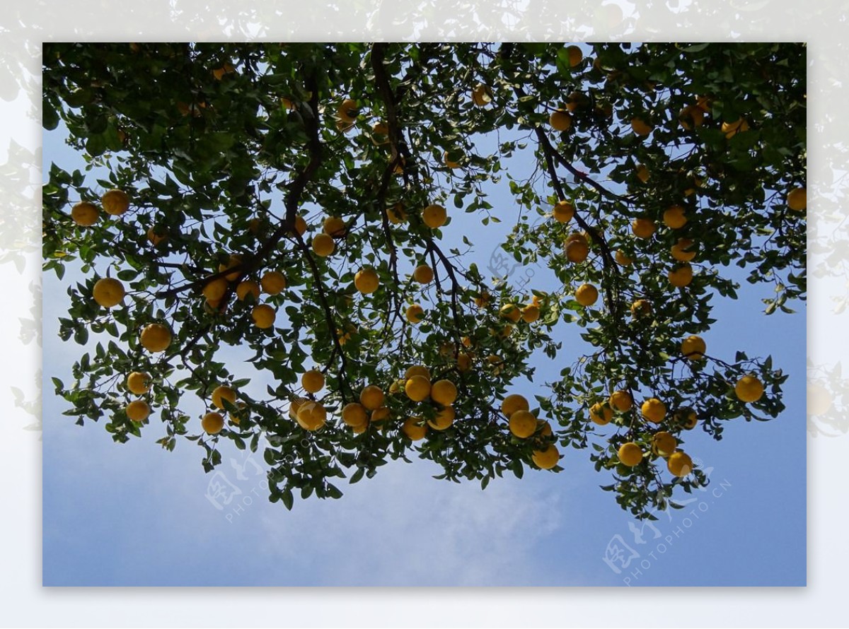 【柚子树摄影图片】黄石情人路生态摄影_太平洋电脑网摄影部落