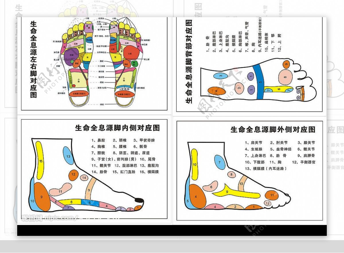 足部穴位图片