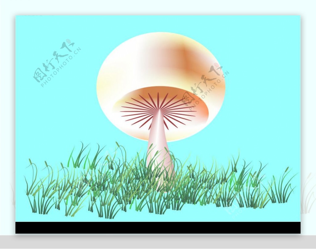 蘑菇图片素材-编号10022876-图行天下