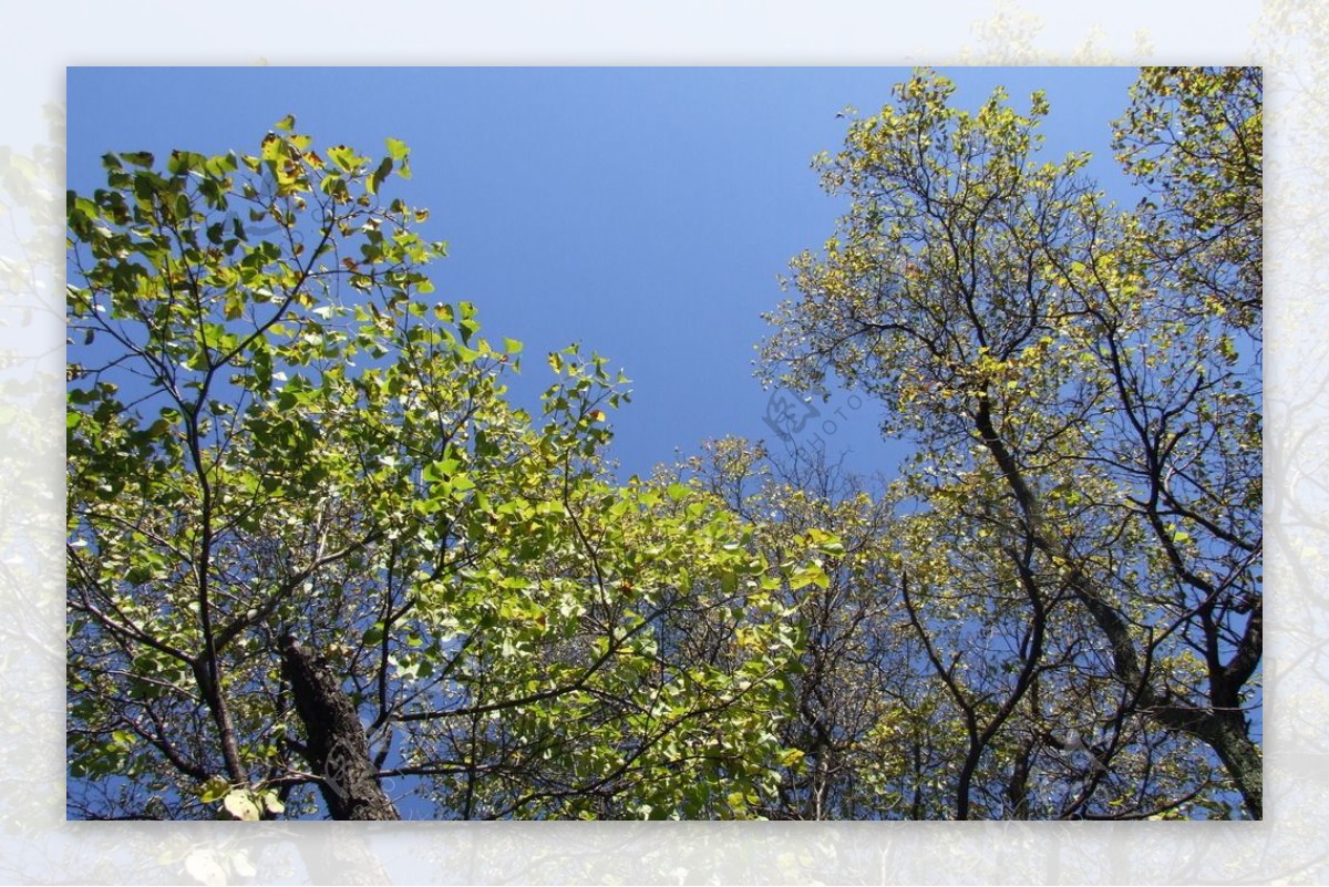 绿树蓝天图片