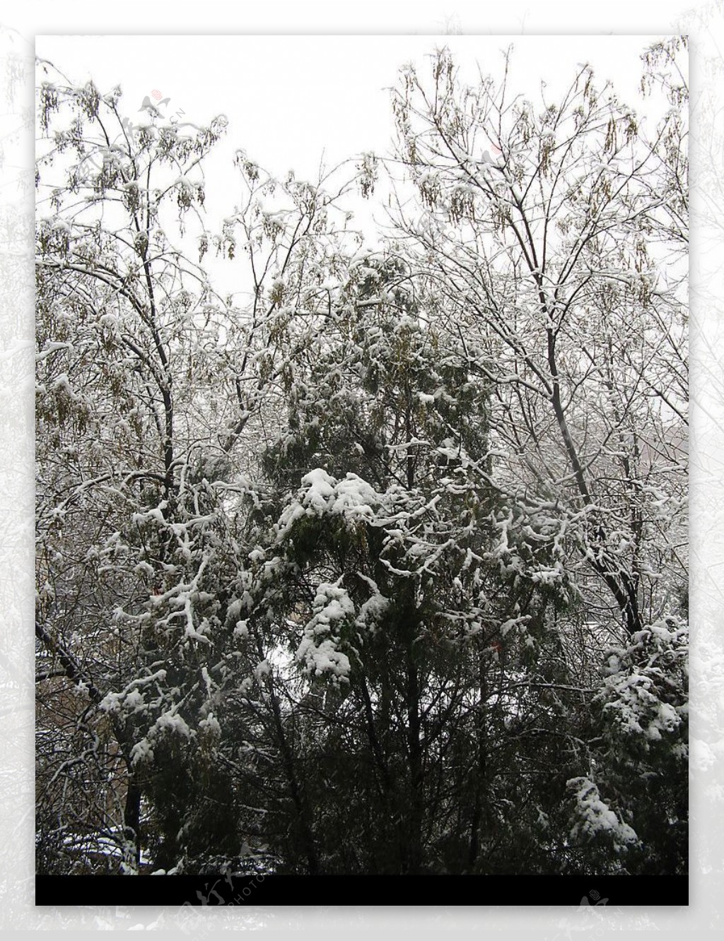 如同国画的雪景1图片