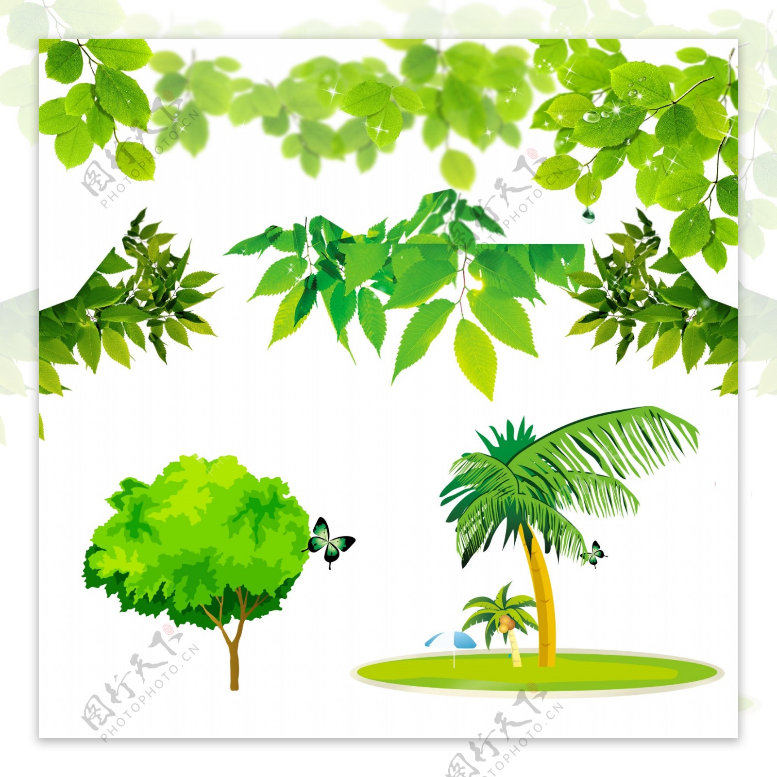 绿色树叶椰子树图片