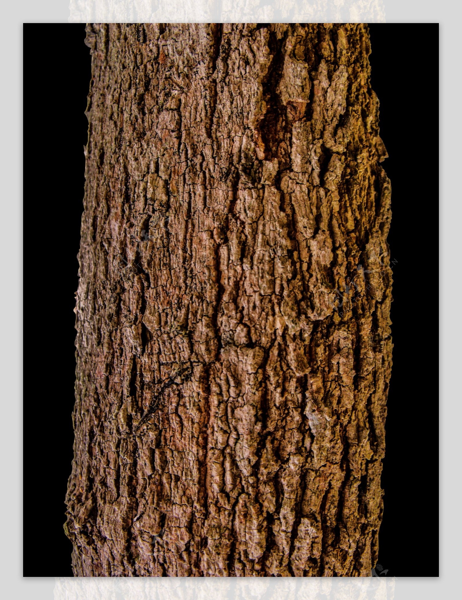 白桦树皮从地上的原木上剥落。高清摄影大图-千库网